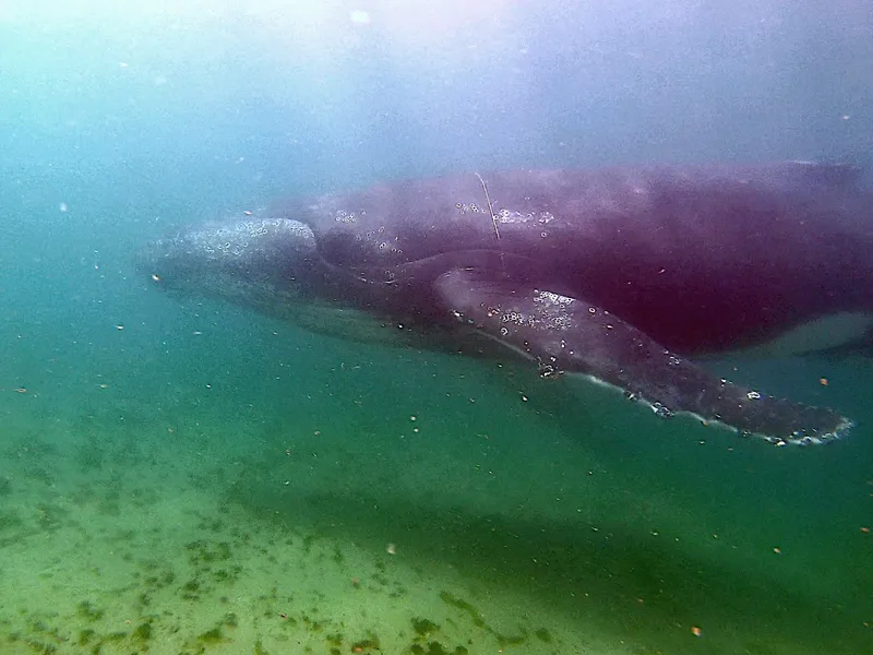 Une baleine nage sous l'eau, vue d'en haut dans l'océan
