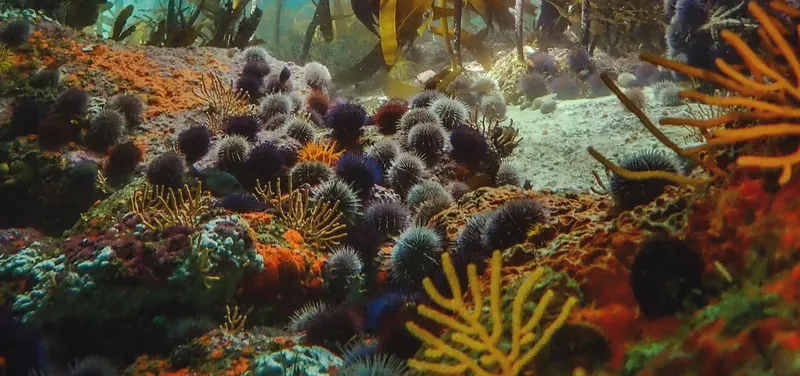 Fond marin coloré avec oursins, coraux et végétation aquatique