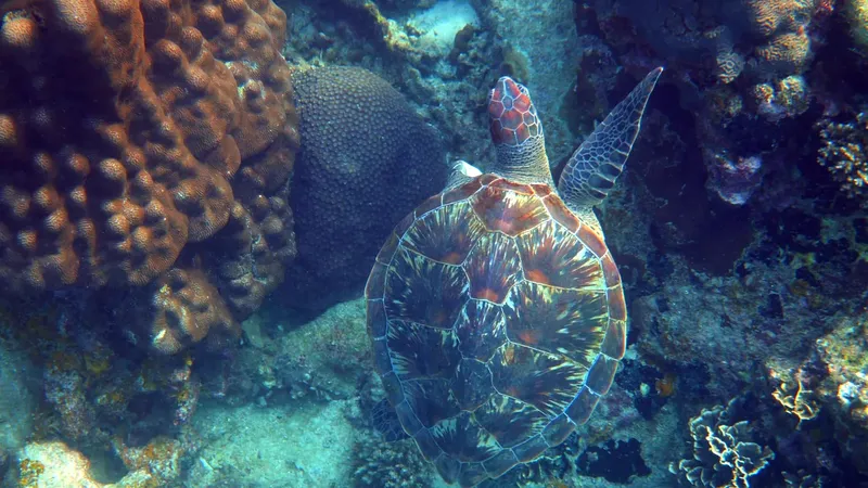 Tortue marine nageant au-dessus d'un récifal corallien coloré et diversifié