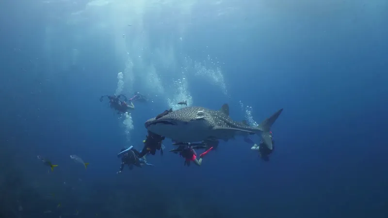 Plongeurs observant un requin baleine géant dans l'eau bleue