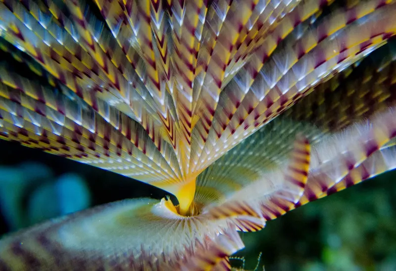 Nudibranche colorée aux motifs complexes nageant dans l'eau bleue