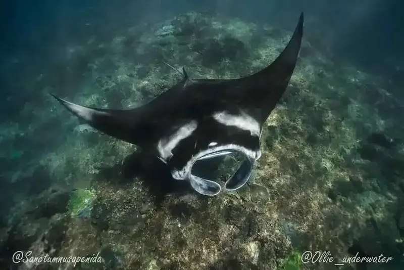 Raie manta majestueuse nageant au-dessus d'un fond marin corallien