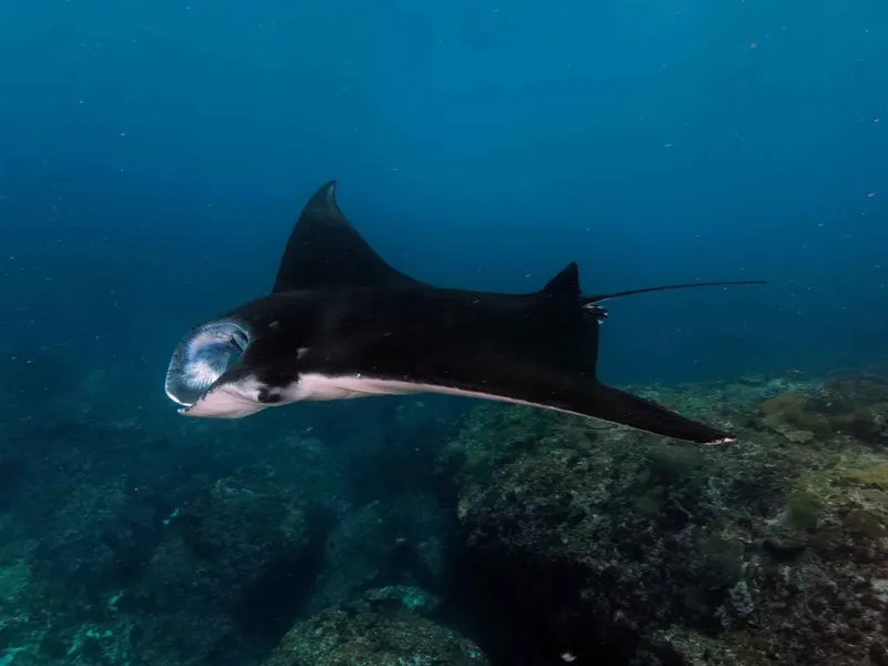 Raie manta nageant gracieusement dans les eaux bleues de l'océan