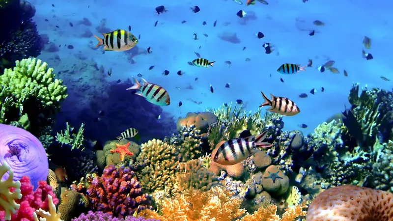 Récif corallien coloré avec de nombreux poissons tropicaux nageant librement