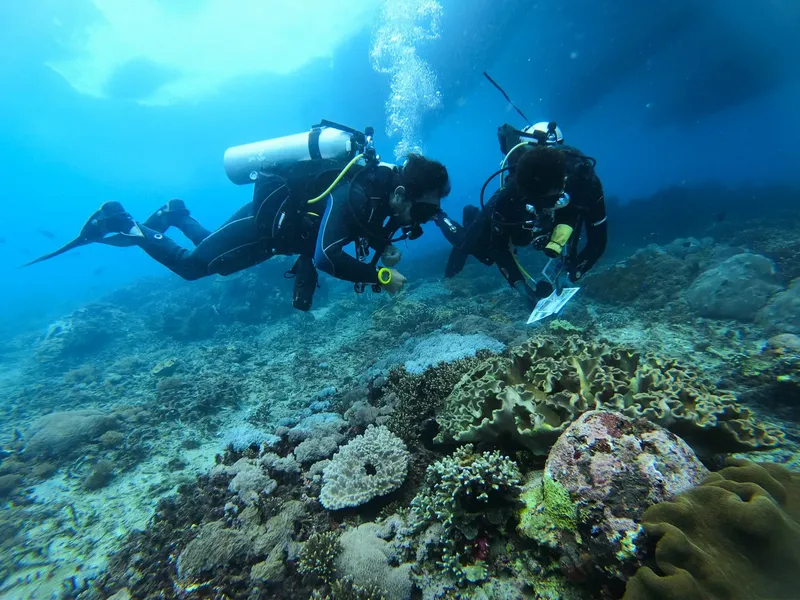 Deux plongeurs explorent un récif corallien en milieu aquatique