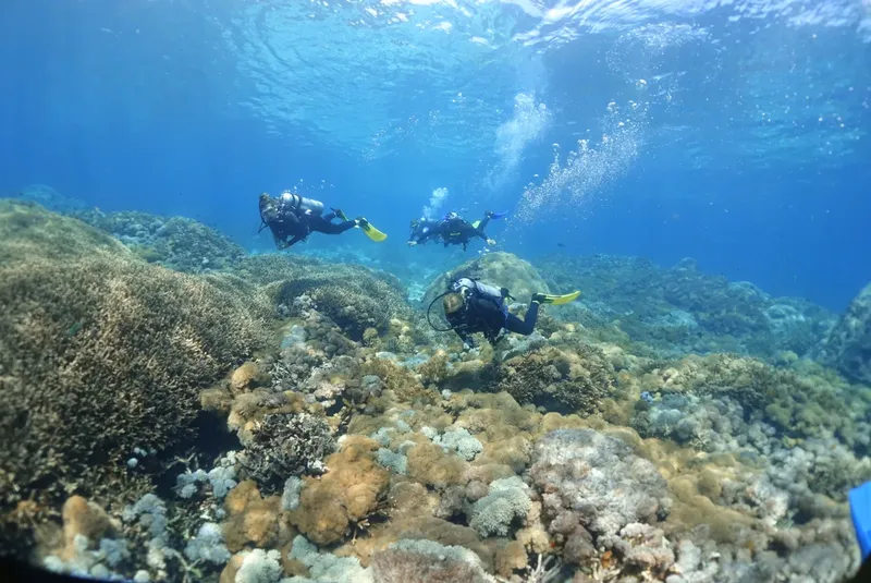 Trois plongeurs explorent un récif corallien en eau bleue claire