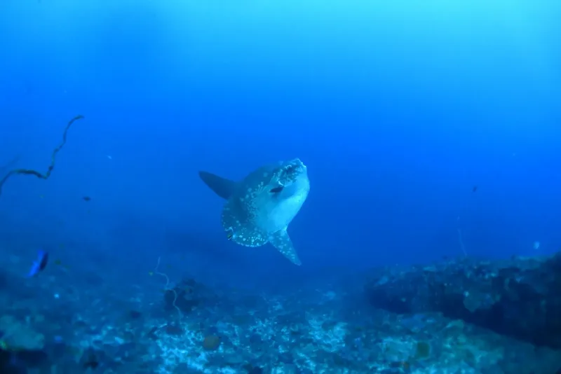 Poisson-lune nageant dans l'eau bleue, fond marin rocheux et végétation