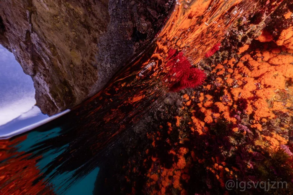 Rocher sous-marin avec des éponges rouges et coraux orange