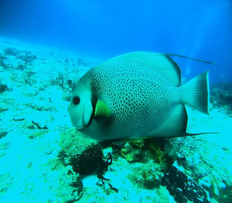 Poisson perroquet gris et jaune nageant au-dessus d'un fond marin sableux