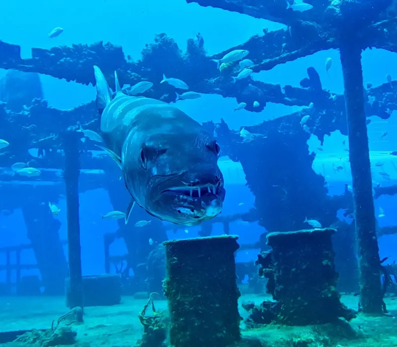 Grand mérou nageant près d'une structure artificielle sous-marine