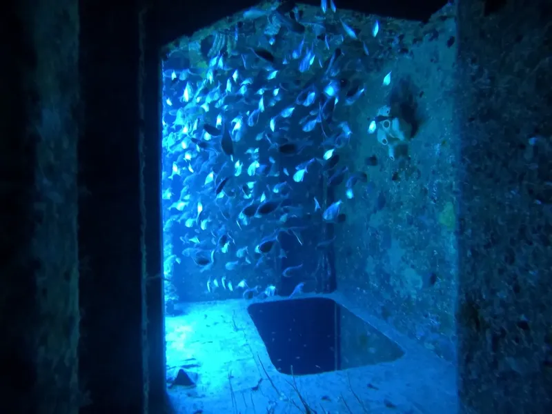 Banc de poissons bleus vu à travers une ouverture sous-marine