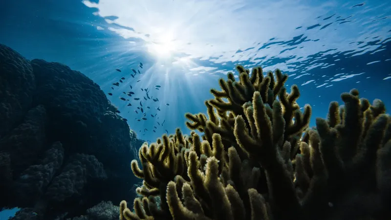Coraux et banc de poissons sous la surface de l'océan bleu