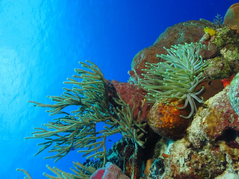 Coraux, anémone et poissons tropicaux dans un récif sous-marin