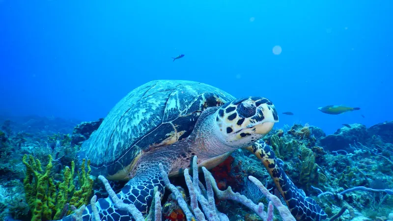 Tortue marine nageant paisiblement au milieu des coraux et des poissons