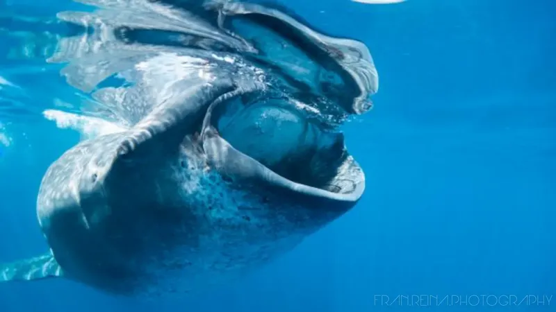 Requin baleine nageant avec la gueule grande ouverte dans l'eau bleue
