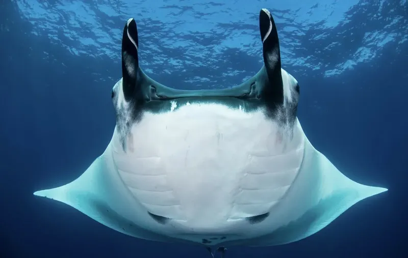 Raie manta vue d'en bas nageant dans l'eau bleue claire
