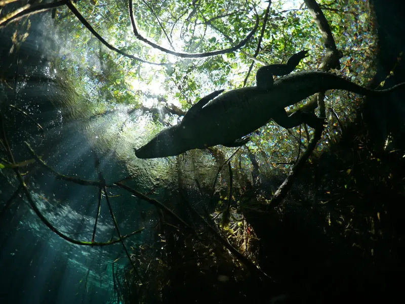 Crocodin nageant dans une eau claire, végétation luxuriante, lumière filtrée