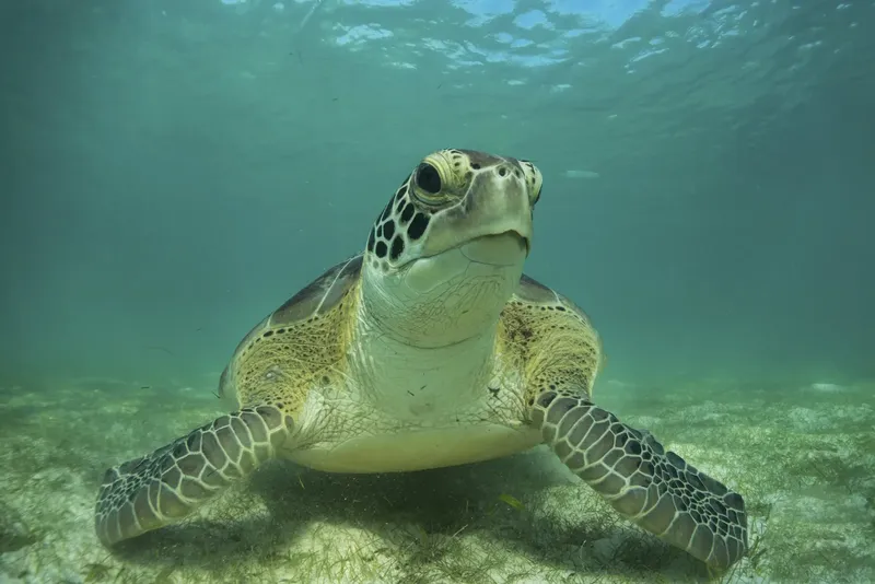 Tortue marine nageant paisiblement dans une eau claire et peu profonde
