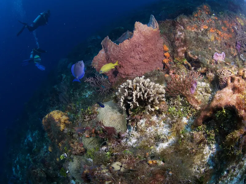 Plongeurs explorent un récif corallien coloré avec des poissons tropicaux