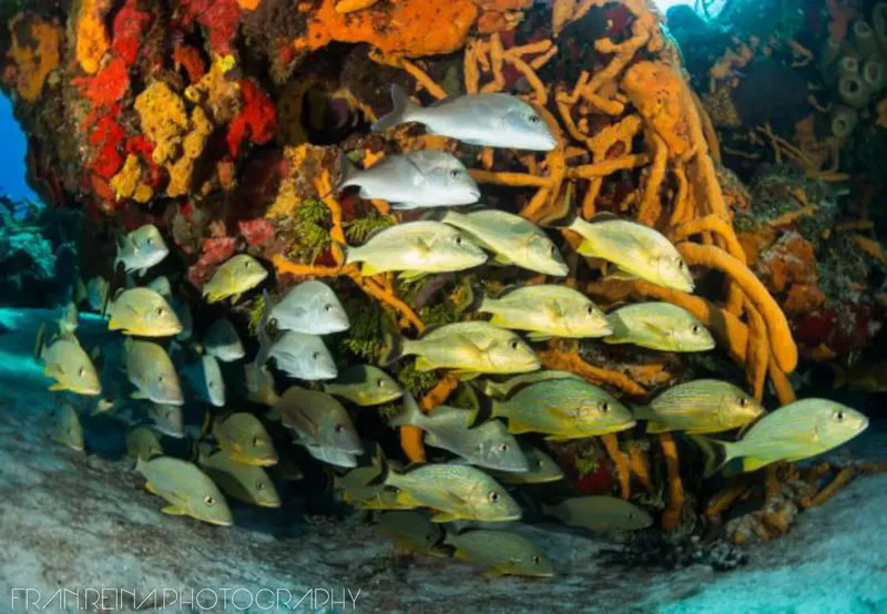 Banc de poissons tropicaux nageant autour d'une formation corallienne colorée