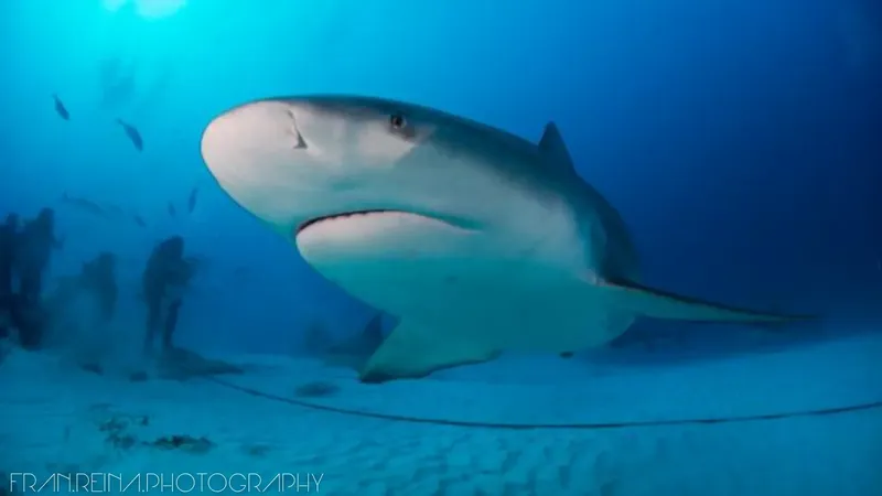 Grand requin taureau nageant dans les eaux bleues, lumière du soleil