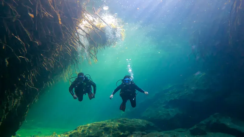 Deux plongeurs explorent un site sous-marin rocheux et verdoyant