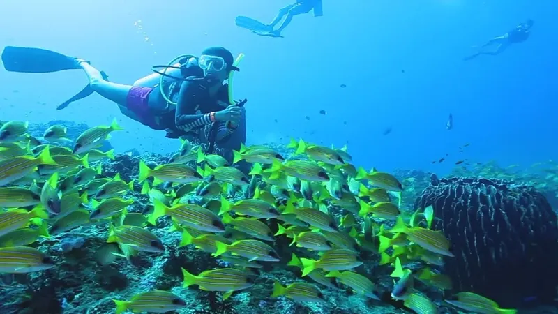Plongeuse au milieu d'un banc de poissons et de coraux bleus