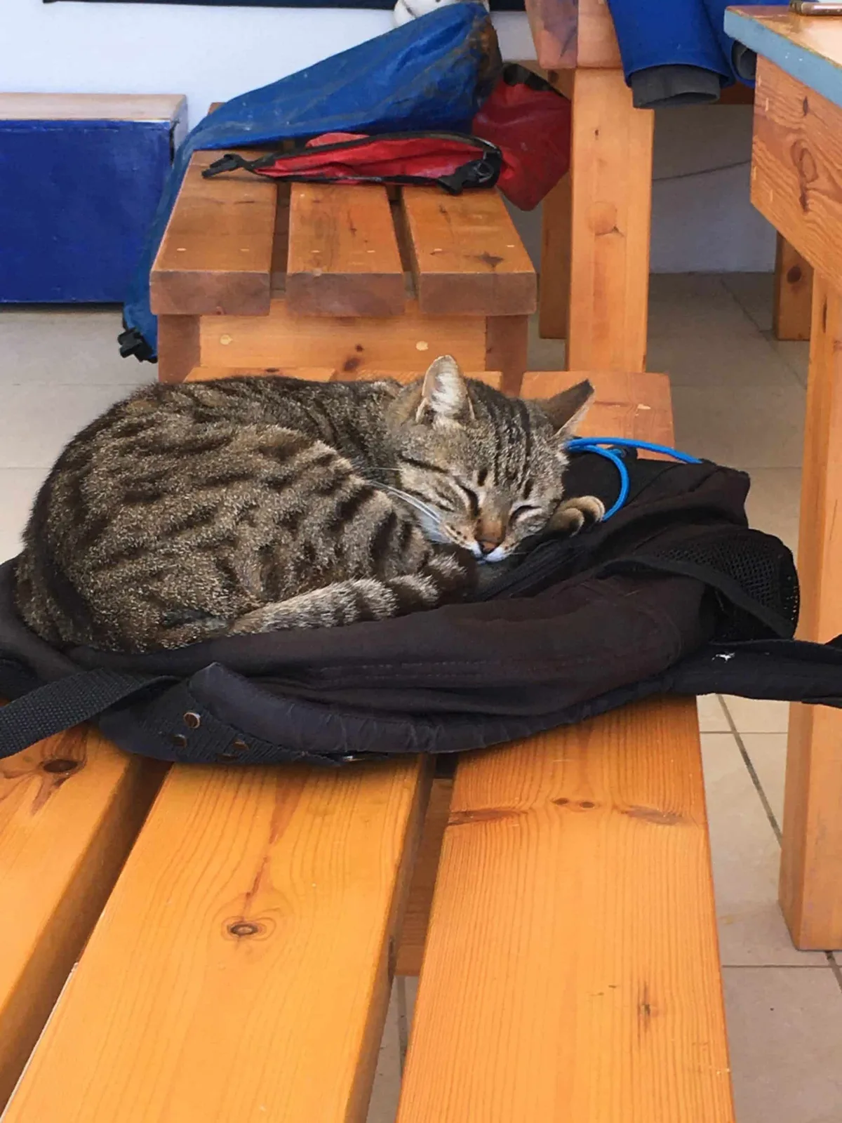 Un chat tigré dort paisiblement sur un sac noir et des bancs