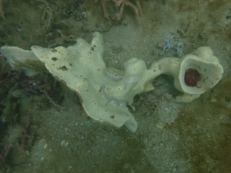 Éponge marine blanche et rouge sur fond sablonneux et rocheux