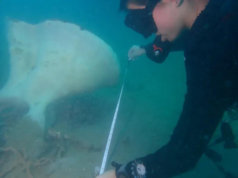 Plongeur mesurant une raie manta blanche dans l'eau turquoise