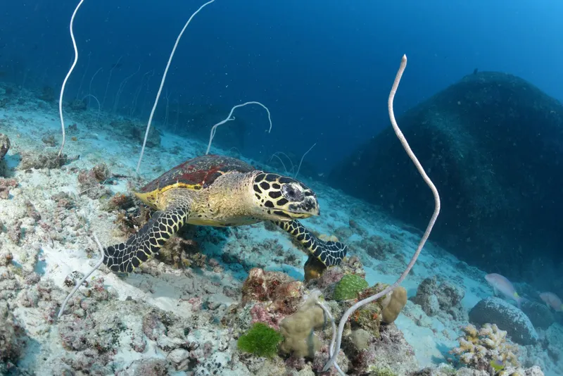 Tortue marine nageant au-dessus d'un récifal corallien en eaux claires