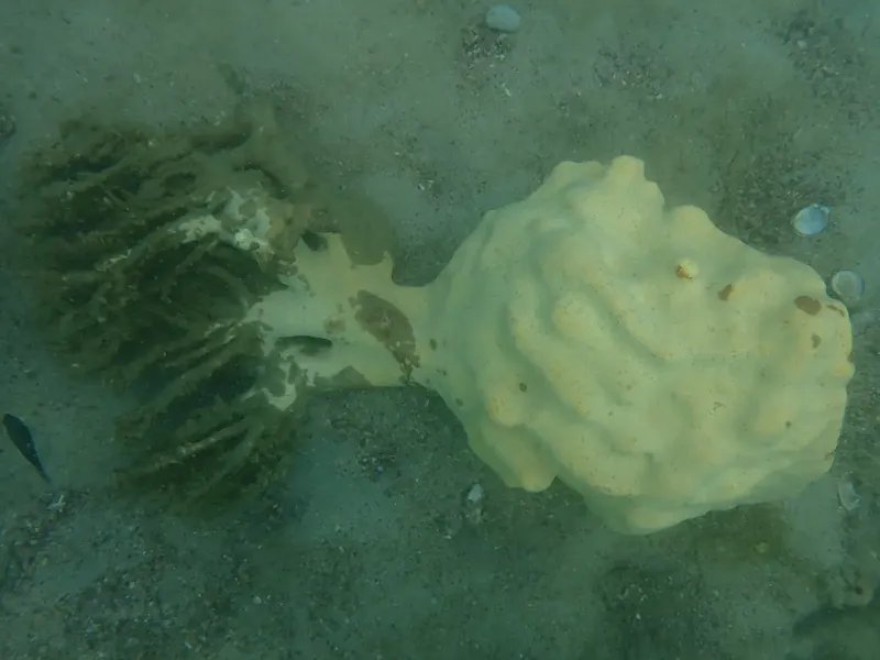 Gros plan d'une méduse blanche et translucide sur fond sableux