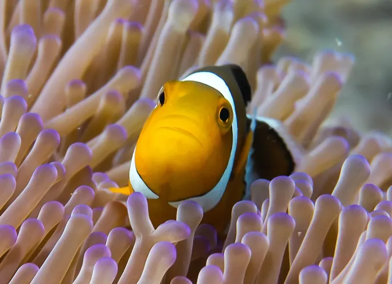 Poisson clown orange et blanc se cache dans une anémone de mer