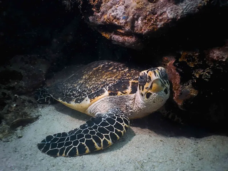Tortue marine nageant paisiblement au fond de l'océan, récif corallien