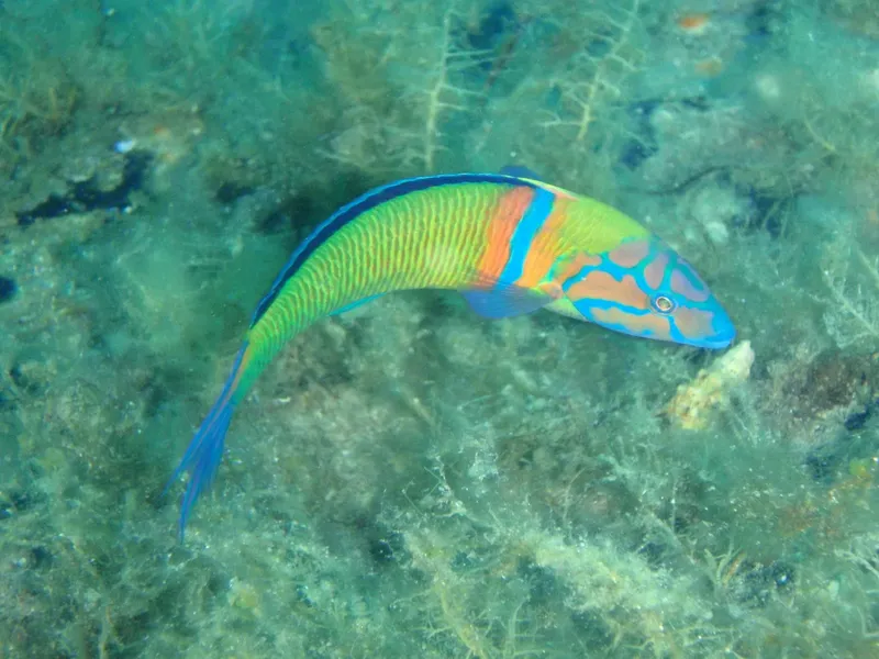 Poisson perroquet coloré nageant dans un environnement marin tropical