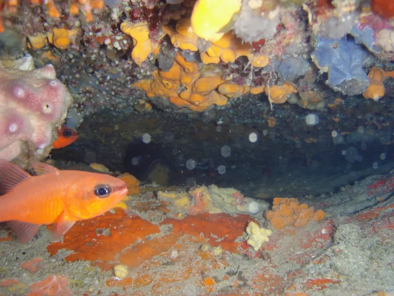 Poissons colorés et coraux dans un environnement rocheux sous-marin