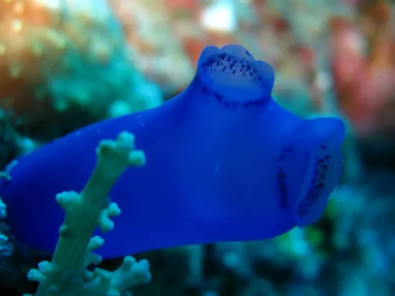 Nudibranche bleue, corps allongé, nageant près de coraux verts et flous