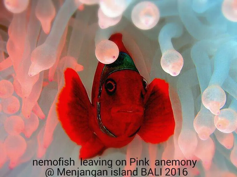 Poisson clown orange dans une anémone rose sous l'eau à Bali