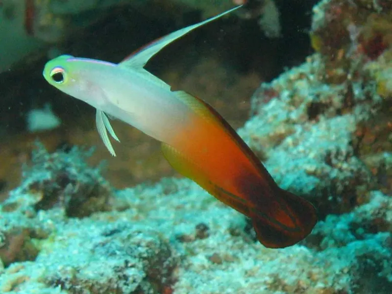Petit poisson coloré nageant près d'un récifal corallien turquoise