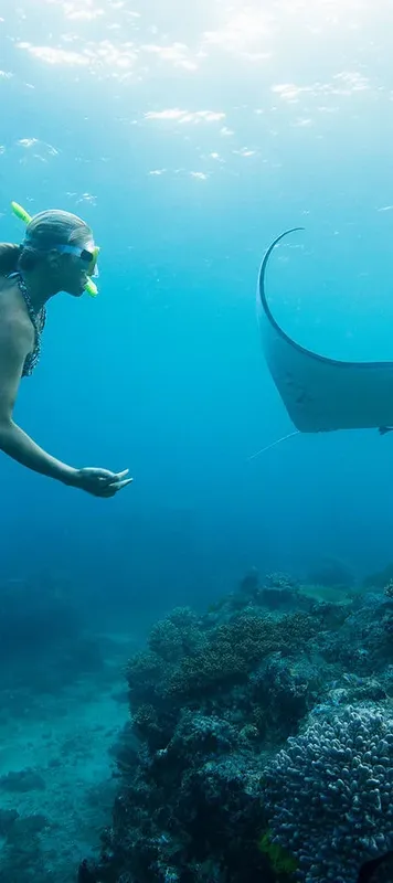 Plongeuse interagissant avec une raie manta au-dessus d'un récifal corallien