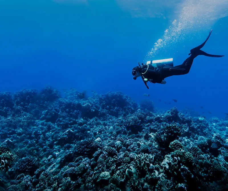 Plongeur explore un récifal corallien bleu et profond