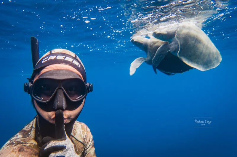 Plongeur et raie manta nagent ensemble dans l'eau bleue