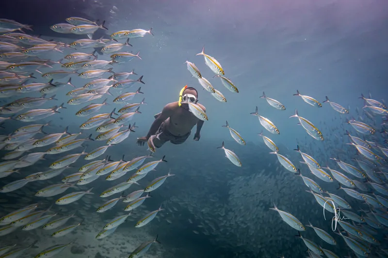 Un plongeur en apnée nage au milieu d'un banc de poissons jaunes