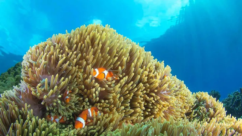 Poissons clowns nageant dans une anémone de mer colorée
