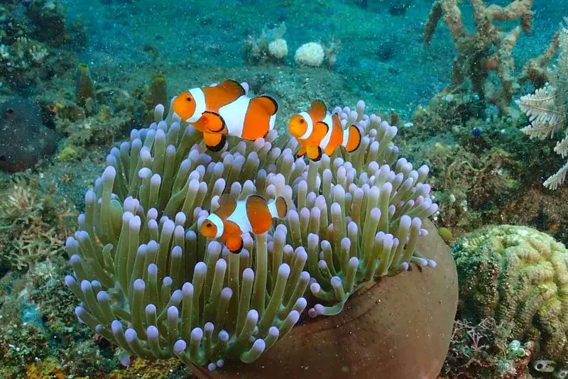 Trois poissons clowns nagent parmi les tentacules d'une anémone de mer