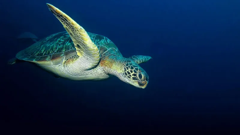 Tortue marine nageant paisiblement dans les profondeurs bleues de l'océan