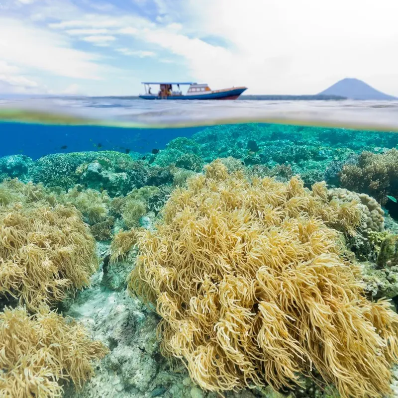 Recif corallien luxuriant avec un bateau en arrière-plan et ciel bleu