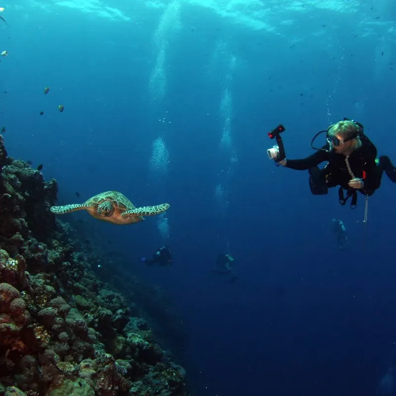 Plongeuse et tortue marine évoluent ensemble dans un récif corallien