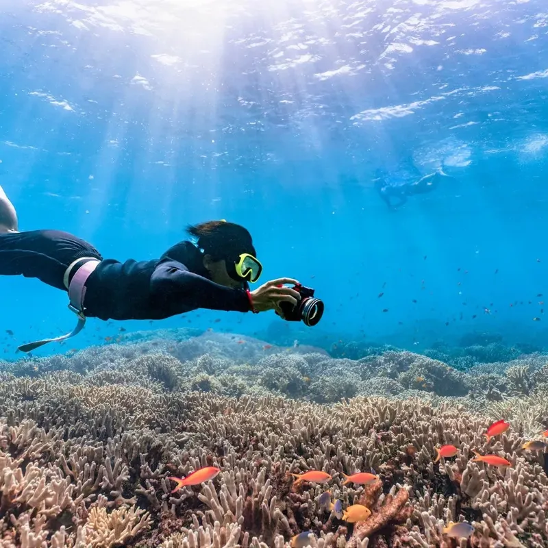 Plongeuse photographiant un récif corallien avec des poissons colorés