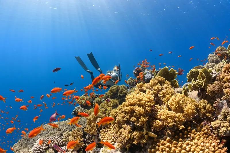Plongeur explore un récif corallien peuplé de nombreux poissons colorés